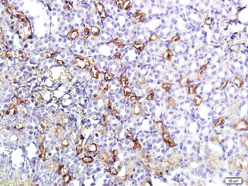 AQP1 Rabbit Polyclonal Antibody