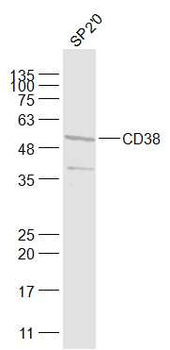 CD38 Rabbit Polyclonal Antibody