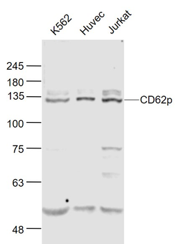 CD62p Rabbit Polyclonal Antibody