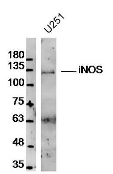 INOS Rabbit Polyclonal Antibody