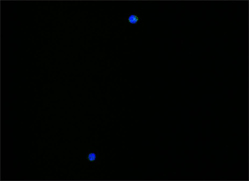 IFN gamma Rabbit Polyclonal Antibody