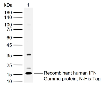 IFN gamma Rabbit Polyclonal Antibody