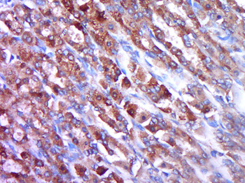 OPG Rabbit Polyclonal Antibody