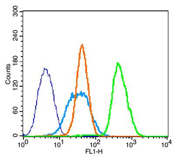 Aquaporin 4 Rabbit Polyclonal Antibody
