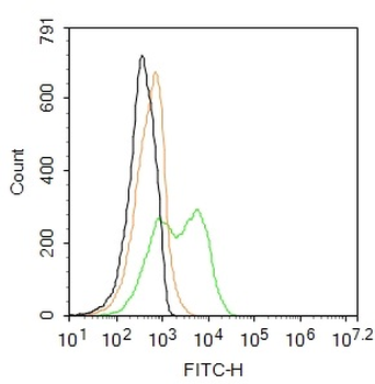 Aquaporin 4 Rabbit Polyclonal Antibody