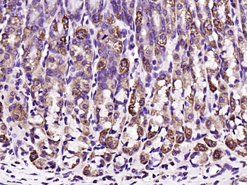 Aquaporin 4 Rabbit Polyclonal Antibody