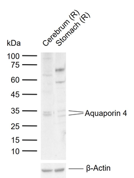 Aquaporin 4 Rabbit Polyclonal Antibody