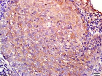 Aquaporin 4 Rabbit Polyclonal Antibody