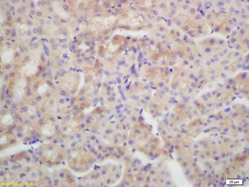 Aquaporin 4 Rabbit Polyclonal Antibody