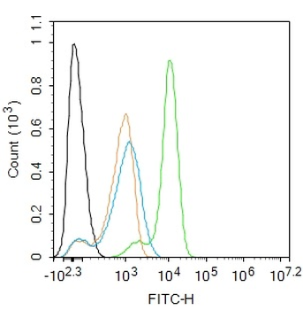 Cyclooxygenase 2 Rabbit Polyclonal Antibody