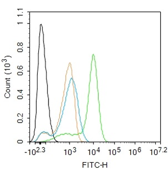 Cyclooxygenase 2 Rabbit Polyclonal Antibody