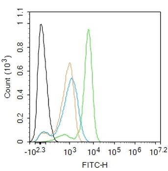 Cyclooxygenase 2 Rabbit Polyclonal Antibody