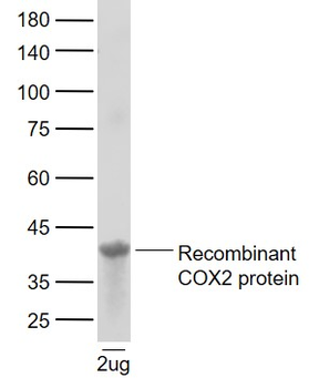 Cyclooxygenase 2 Rabbit Polyclonal Antibody