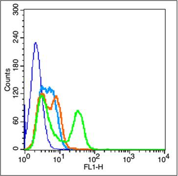 N-cadherin Rabbit Polyclonal Antibody