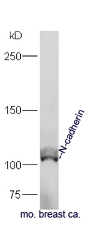 N-cadherin Rabbit Polyclonal Antibody