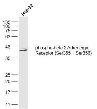 Phospho-ADRB2 (Ser355 + Ser356) Rabbit Polyclonal Antibody