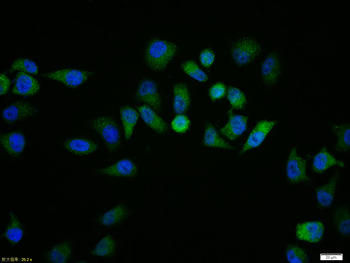 Phospho-IRAK1 (Thr209) Rabbit Polyclonal Antibody