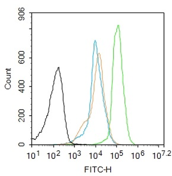 Phospho-AMPK beta 1 + AMPK beta 2 (Ser182/Ser184) Rabbit Polyclonal Antibody