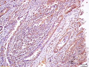 Phospho-AMPK beta 1 + AMPK beta 2 (Ser182/Ser184) Rabbit Polyclonal Antibody