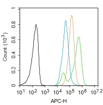 Phospho-NFKB p65 (Ser311) Rabbit Polyclonal Antibody