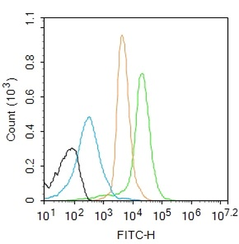 Phospho-NFKB p65 (Ser311) Rabbit Polyclonal Antibody