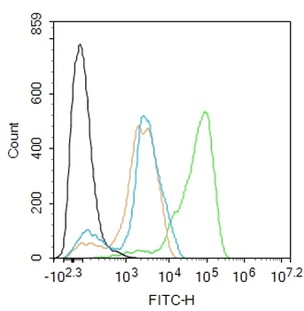 Phospho-Nrf2 (Ser40) Recombinant Rabbit Monoclonal Antibody