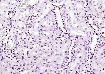 Phospho-Nrf2 (Ser40) Recombinant Rabbit Monoclonal Antibody