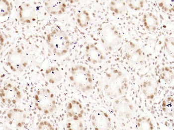 Phospho-Nrf2 (Ser40) Recombinant Rabbit Monoclonal Antibody