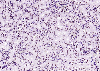 Phospho-Nrf2 (Ser40) Recombinant Rabbit Monoclonal Antibody