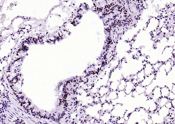 Phospho-Nrf2 (Ser40) Recombinant Rabbit Monoclonal Antibody