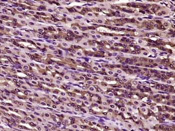 Phospho-beta Actin (Tyr53) Rabbit Polyclonal Antibody