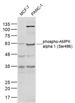 Phospho-AMPK alpha 1 (Ser496) Rabbit Polyclonal Antibody