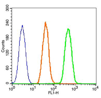 Phospho-Beta-Catenin (Ser552) Rabbit Polyclonal Antibody