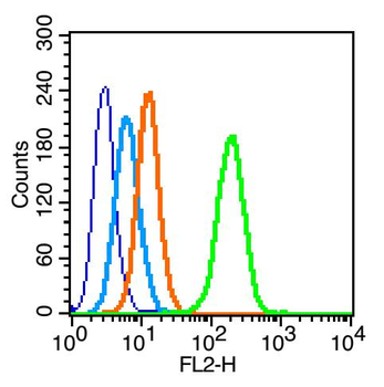 Phospho-IRS1 (Ser323) Rabbit Polyclonal Antibody