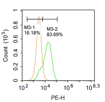 Phospho-ROCK2 (Tyr256) Rabbit Polyclonal Antibody