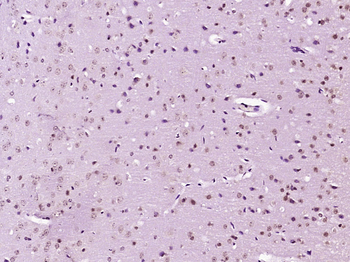 Phospho-APBB1 (Ser347) Rabbit Polyclonal Antibody