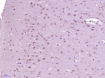 Phospho-APBB1 (Ser347) Rabbit Polyclonal Antibody