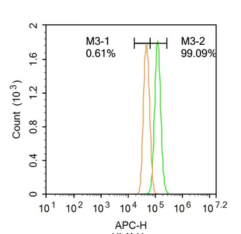 Phospho-PERK (Thr980) Rabbit Polyclonal Antibody