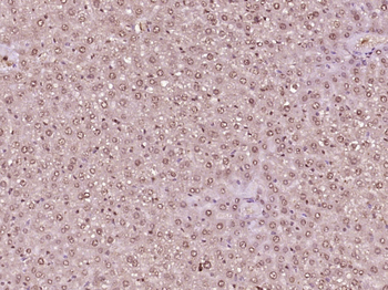 Phospho-AMPK alpha 1 (Ser356) Rabbit Polyclonal Antibody