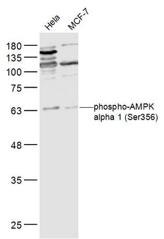 Phospho-AMPK alpha 1 (Ser356) Rabbit Polyclonal Antibody