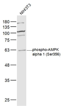 Phospho-AMPK alpha 1 (Ser356) Rabbit Polyclonal Antibody