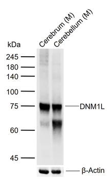 DNM1L Rabbit Polyclonal Antibody
