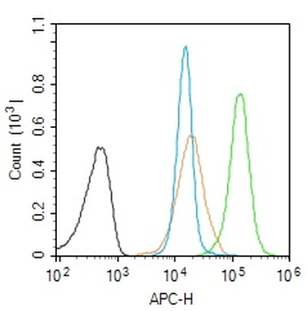 Phospho-Dnmt1 (Ser154) Rabbit Polyclonal Antibody