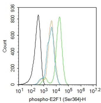 Phospho-E2F1 (Ser364) Rabbit Polyclonal Antibody