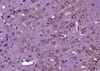 Phospho-EIF4G1 (Ser1238) Rabbit Polyclonal Antibody