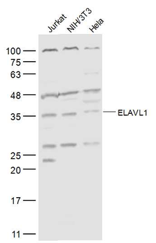 ELAVL1 Rabbit Polyclonal Antibody