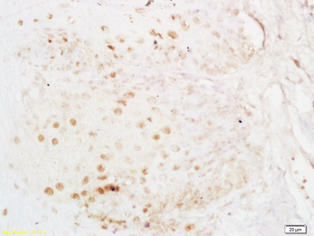 ELAVL1 Rabbit Polyclonal Antibody