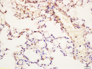 ELAVL1 Rabbit Polyclonal Antibody