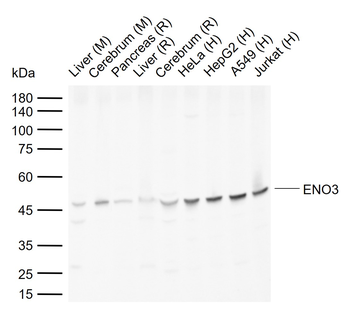 ENO3 Rabbit Polyclonal Antibody