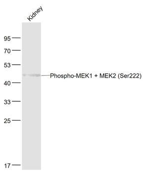 Phospho-MEK1 + MEK2 (Ser222) Rabbit Polyclonal Antibody